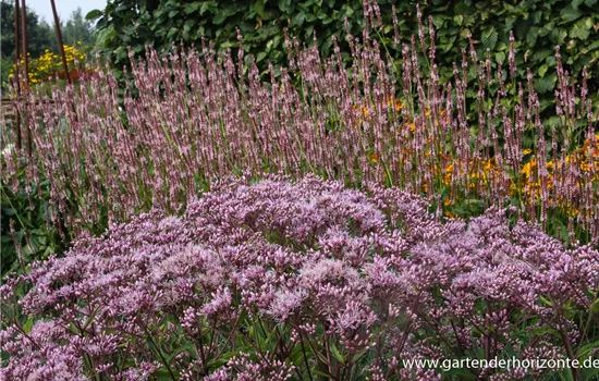 Großer Garten-Wasserdost 'Phantom'®