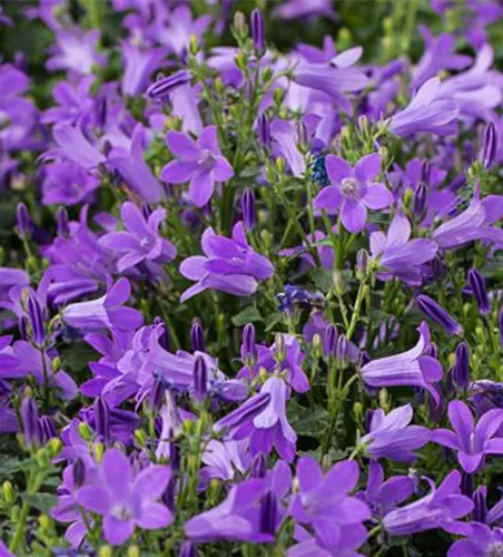 Campanula portenschlagiana 'Birch'