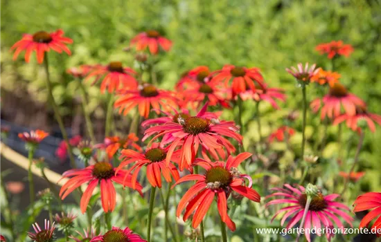 Garten-Scheinsonnenhut 'Tomato Soup'®