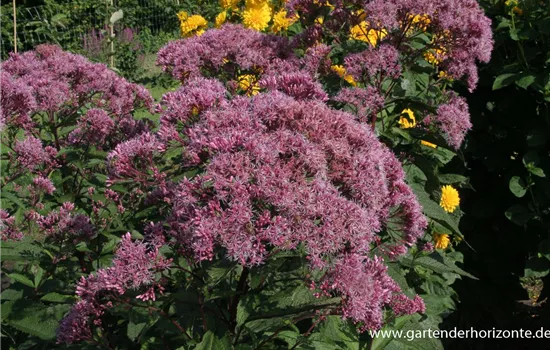 Großer Garten-Wasserdost 'Riesenschirm'