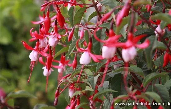 Patagonische Fuchsie 'Madame Cornelissen'