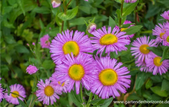 Garten-Feinstrahl 'Rosa Juwel'