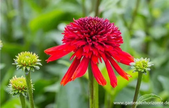 Garten-Scheinsonnenhut 'Eccentric'®