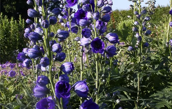 Hoher Garten-Rittersporn 'Hollands Glorie'