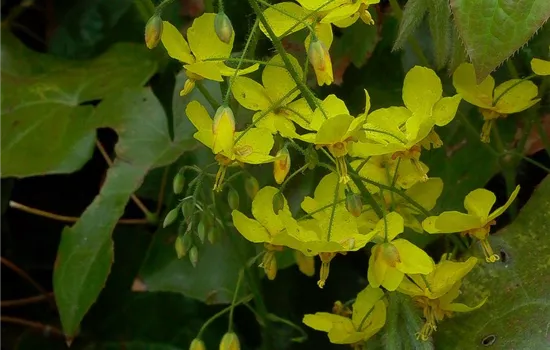 Frohnleiten-Garten-Elfenblume 'Frohnleiten'