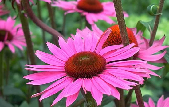 Garten-Scheinsonnenhut 'Rubinstern'