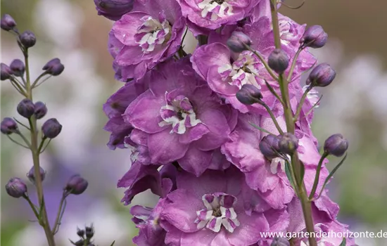 Hoher Garten-Rittersporn 'Pink Power'