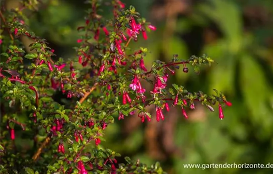 Kleinblättrig Fuchsie