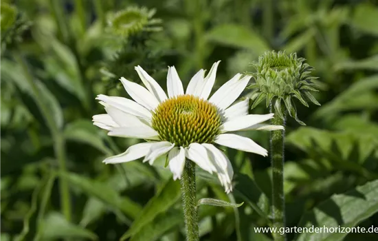 Scheinsonnenhut 'White Swan'