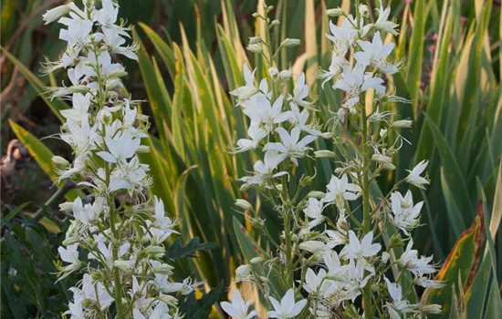 Weißblühender Diptam 'Albiflorus'