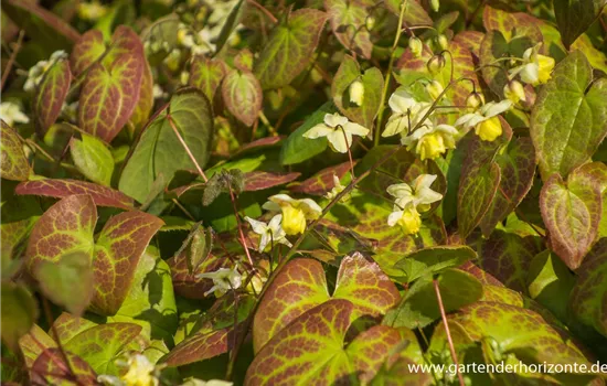 Schwefelgelbe Garten-Elfenblume 'Sulphureum'