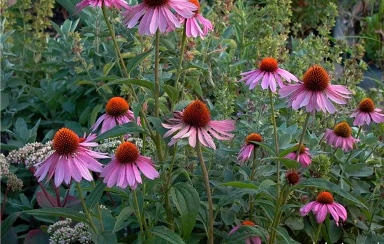 Garten-Scheinsonnenhut 'Magnus'