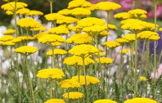 Hohe Garten-Gold-Garbe 'Cloth Of Gold'