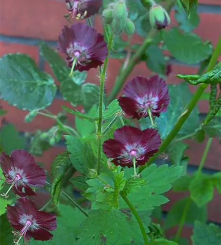 Geranium phaeum