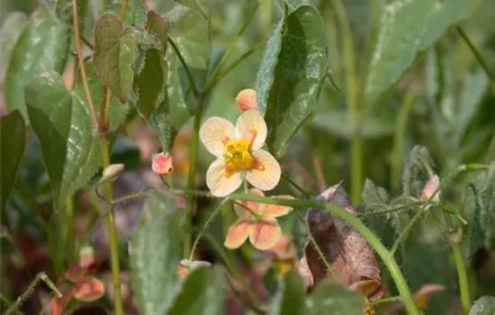 Warley-Garten-Elfenblume 'Orangekönigin'