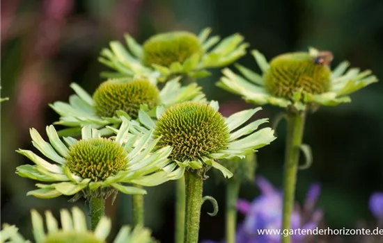 Garten-Scheinsonnenhut 'Green Jewel'