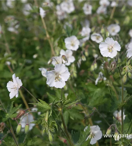 Geranium phaeum 'Album'