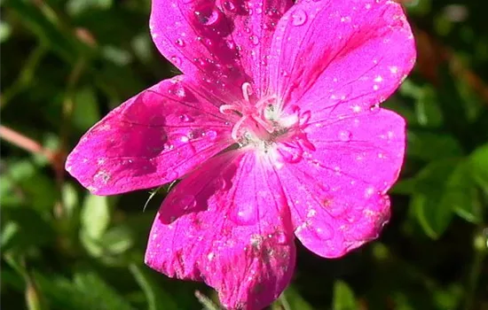 Garten-Blut-Storchschnabel 'Elsbeth'