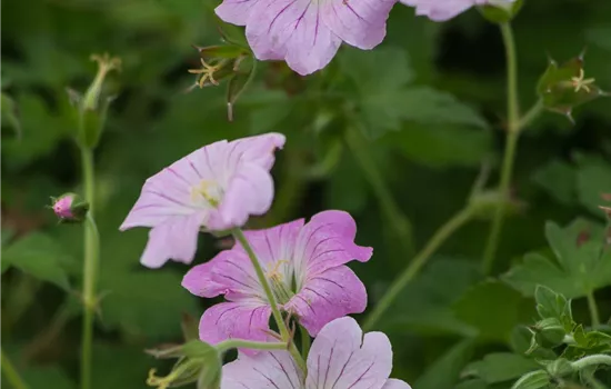 Garten-Storchschnabel