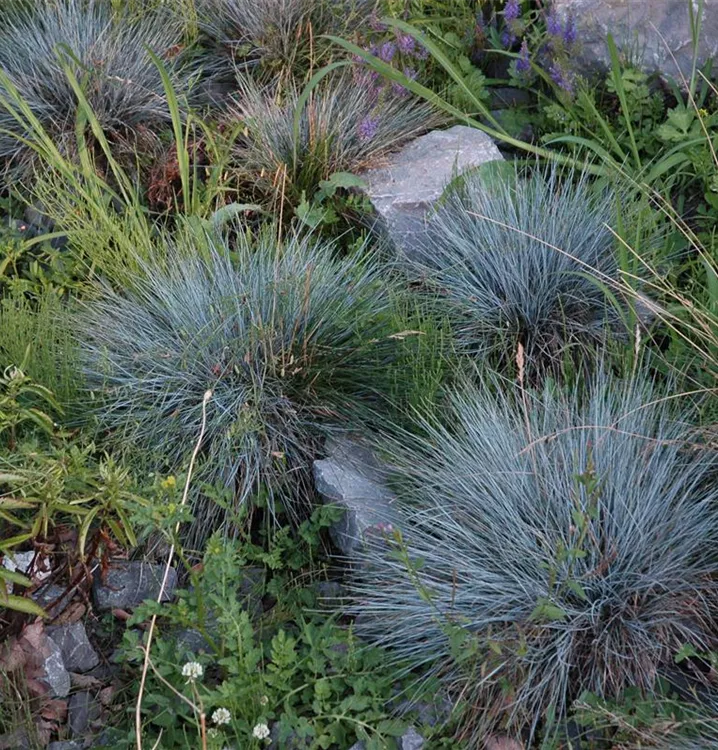 Festuca valesiaca 'Glaucantha'