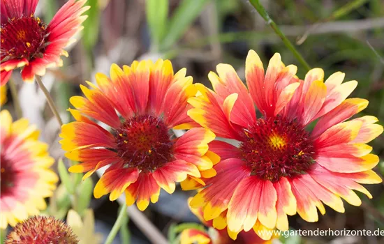 Großblumige Garten-Kokardenblume 'Fackelschein'