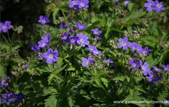 Garten-Storchschnabel 'Mayflower'