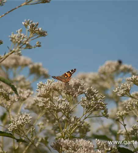 Eupatorium fistulosum 'Album'