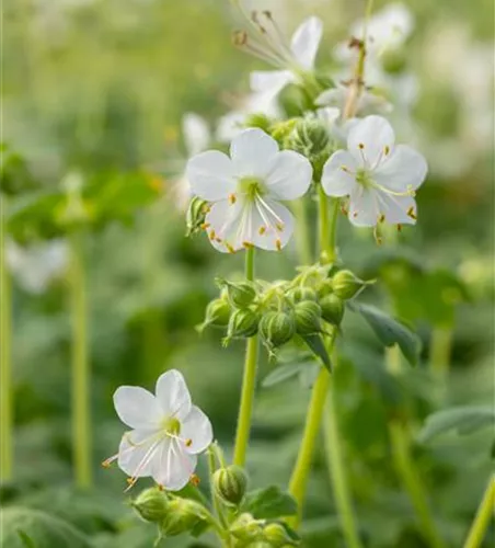 Geranium macrorrhizum 'Album'