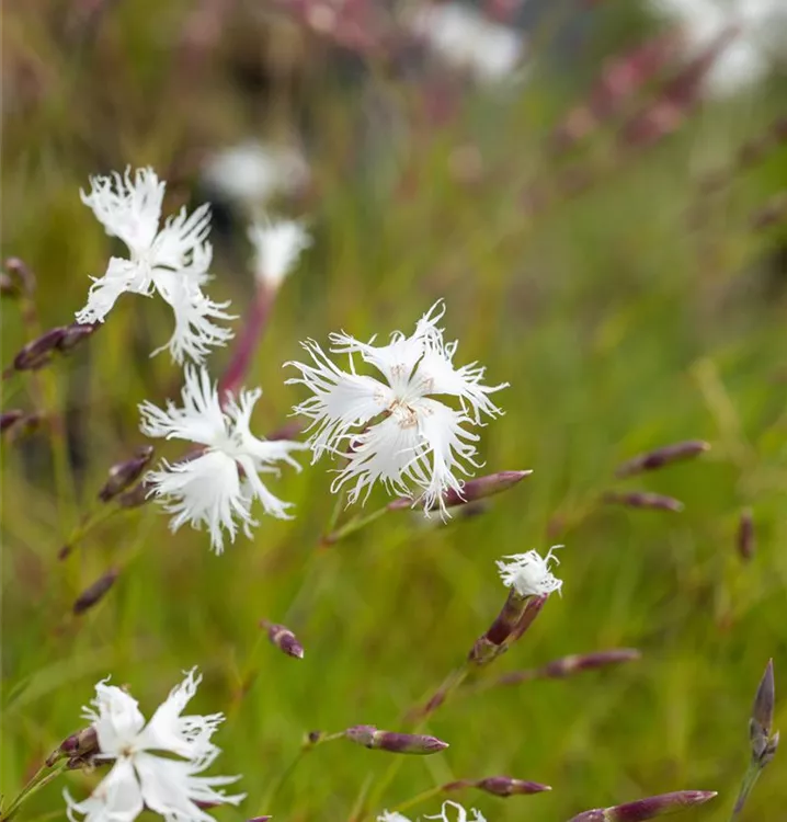 Dianthus arenarius