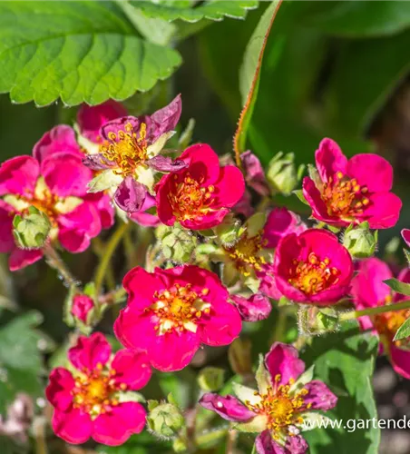 Garten-Zier-Erdbeere 'Red Ruby'