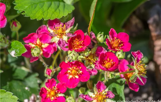 Garten-Zier-Erdbeere 'Red Ruby'