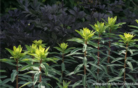 Hohe Garten-Wolfsmilch 'Goldener Turm'