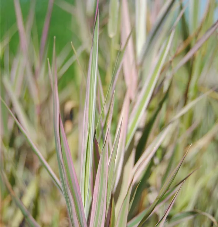 Buntblättriges Süßgras