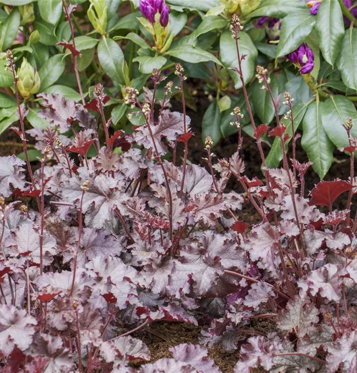 Heuchera micrantha 'Lime Marmalade'