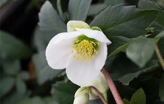 Frühblühende Garten-Christrose 'Praecox'