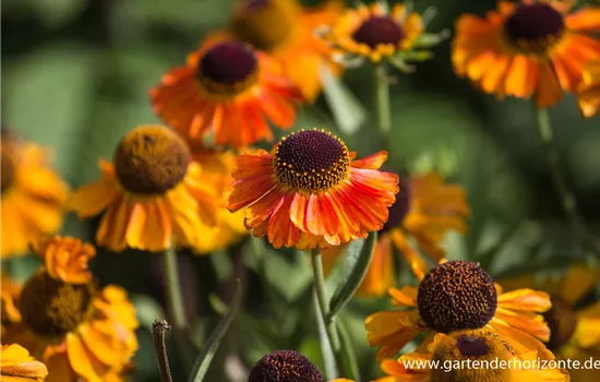 Garten-Sonnenbraut 'Short´n Sassy'®