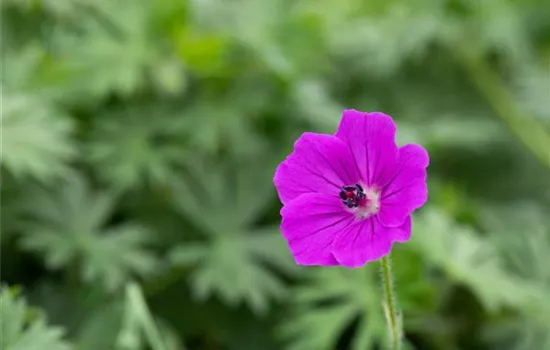 Garten-Blut-Storchschnabel 'Tiny Monster'