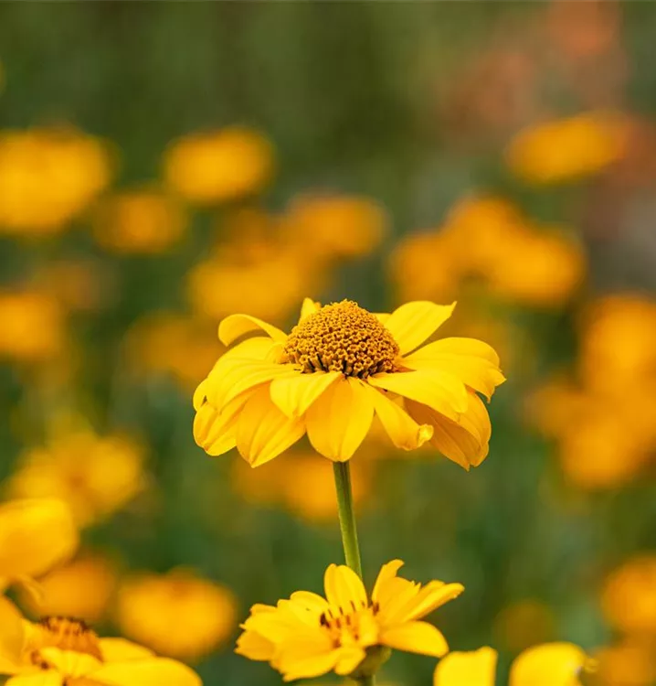 Heliopsis helianthoides 'Burning Hearts'