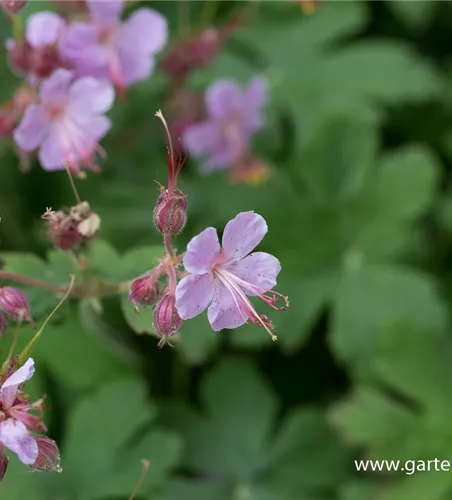 Geranium macrorrhizum 'Ingwersen'