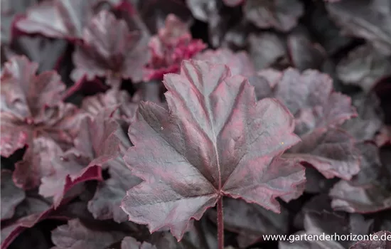 Garten-Silberglöckchen 'Obsidian'