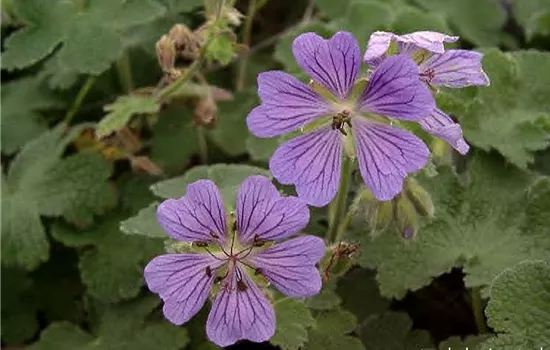 Garten-Storchschnabel 'Philippe Vapelle'