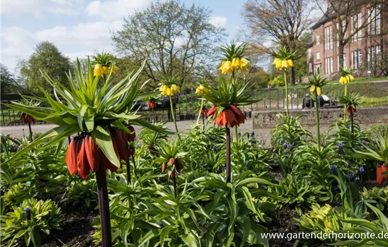 Garten-Kaiserkrone 'Rubra Maxima'