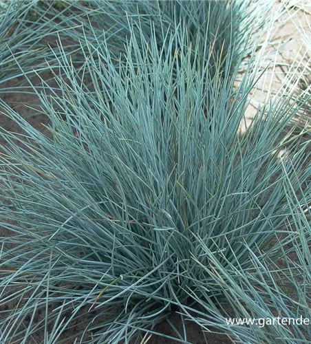 Garten-Blau-Schwingel 'Silberreiher'