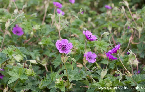 Garten-Storchschnabel 'Pink Penny'®