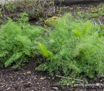 Gewöhnlicher Fenchel