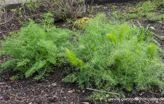 Gewöhnlicher Fenchel