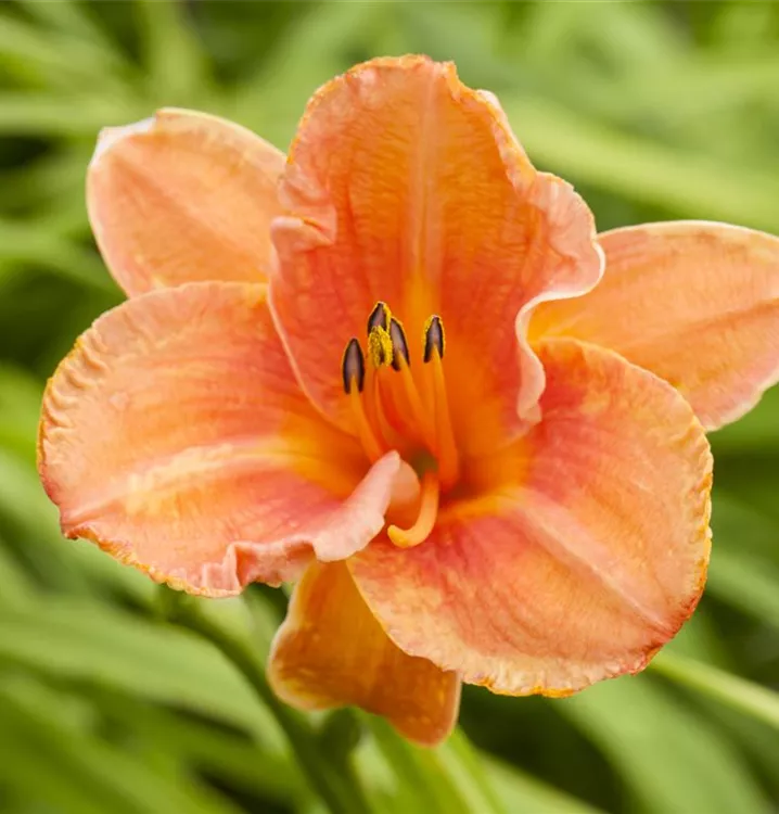 Hemerocallis x cult.'Gentle Shepherd'