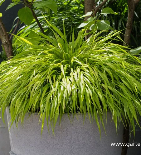 Hakonechloa macra