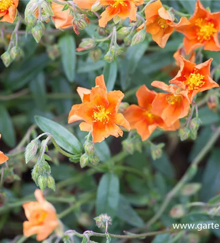 Garten-Sonnenröschen 'Bronzeteppich'