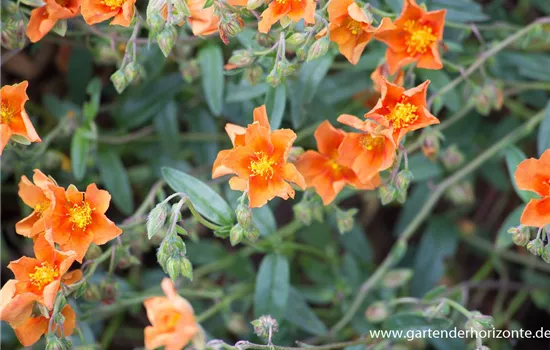 Garten-Sonnenröschen 'Bronzeteppich'